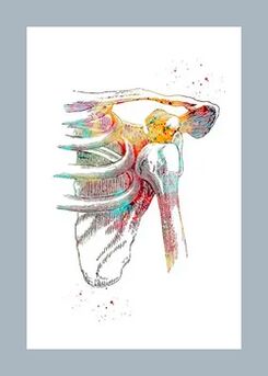 Verbesserung der Mikrozirkulation im Gelenk- und Muskelgewebe.